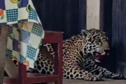 Jaguar en una vivienda
