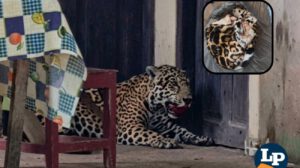 jaguar abatido