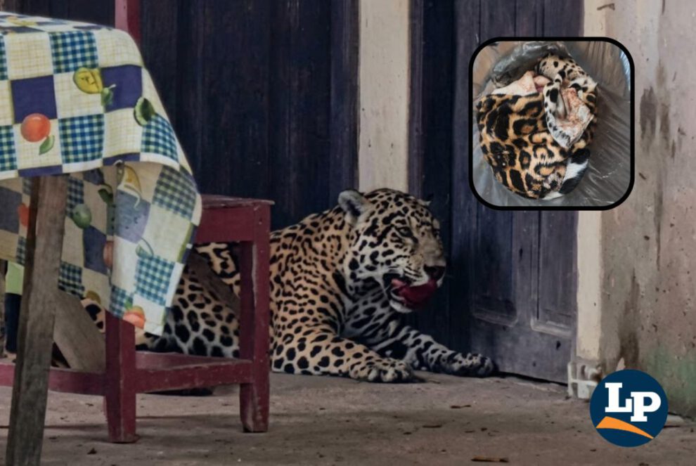 jaguar abatido