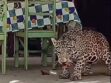El jaguar fue asesinado y posteriormente se le despojó de su piel