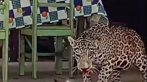 El jaguar fue asesinado y posteriormente se le despojó de su piel