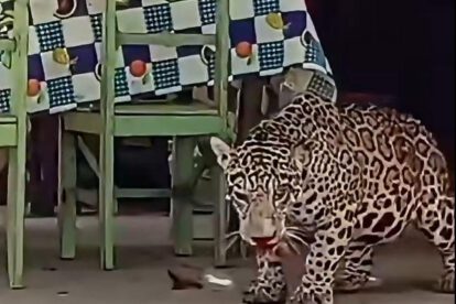 El jaguar fue asesinado y posteriormente se le despojó de su piel