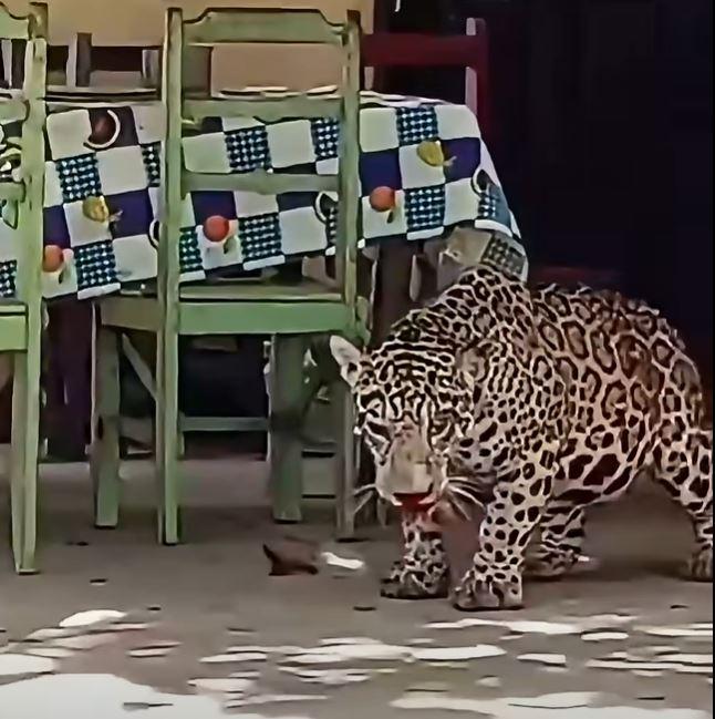 El jaguar fue asesinado y posteriormente se le despojó de su piel
