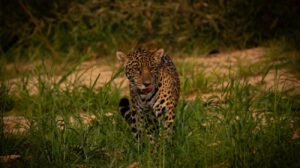 jaguar