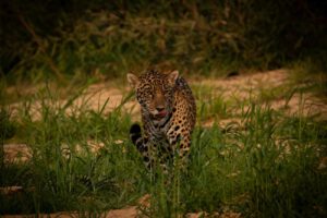 jaguar