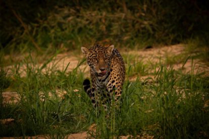 jaguar