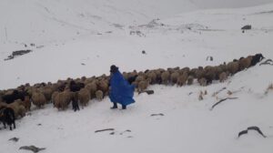 Paisaje nevado donde una persona con poncho lidera un rebaño de ovejas