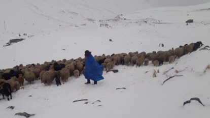 Paisaje nevado donde una persona con poncho lidera un rebaño de ovejas
