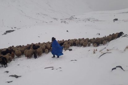 Paisaje nevado donde una persona con poncho lidera un rebaño de ovejas