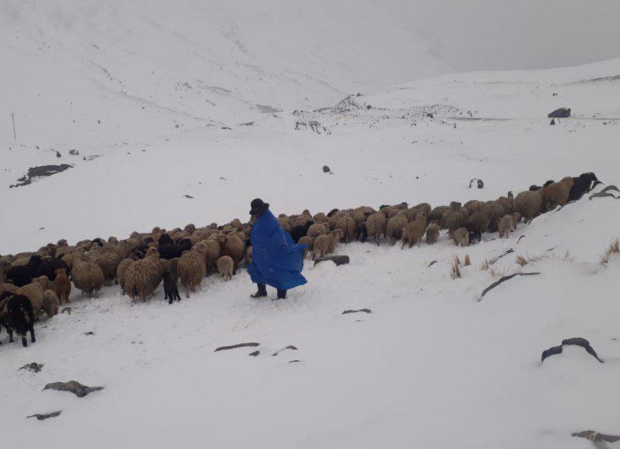 Paisaje nevado donde una persona con poncho lidera un rebaño de ovejas