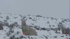 Una llama en la nieve