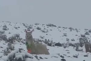 Una llama en la nieve
