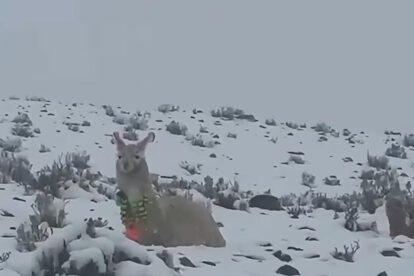 Una llama en la nieve