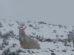 Una llama en la nieve