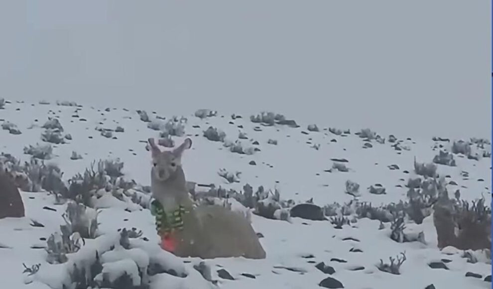 Una llama en la nieve