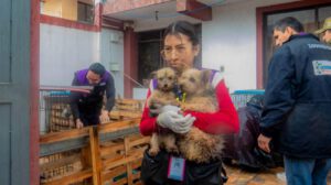 perritos rescatados