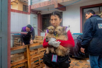 perritos rescatados