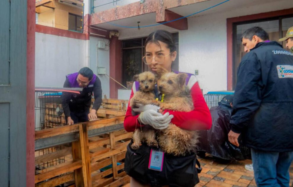 perritos rescatados
