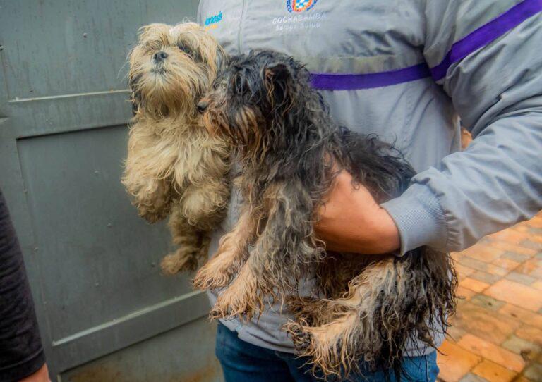 perritos rescatados