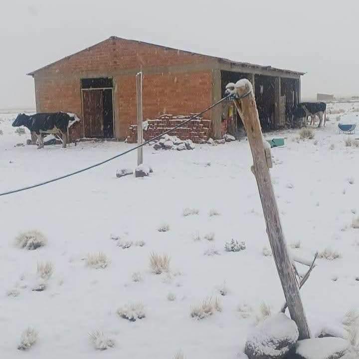 Ganado provincias de Oruro