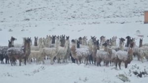 Ganado provincias de Oruro