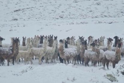 Ganado provincias de Oruro