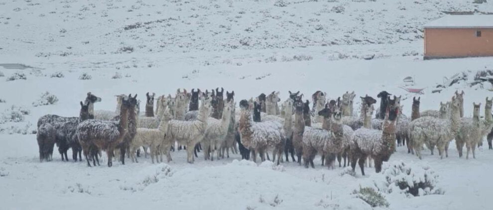 Ganado provincias de Oruro