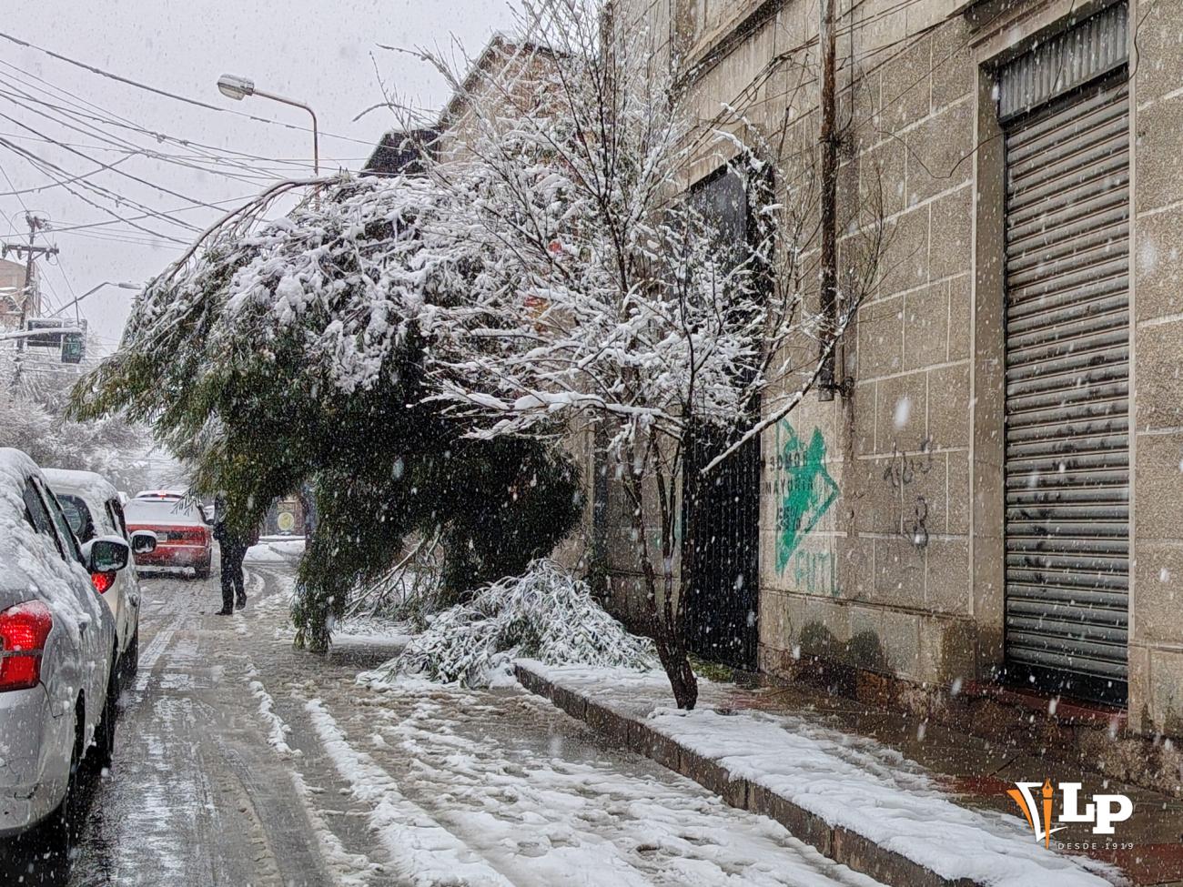 Árboles nieve