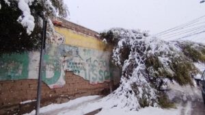 Árboles