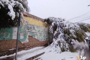 Árboles