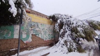 Árboles