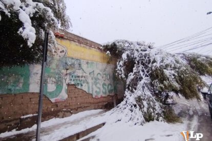 Árboles