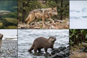 Seis especies de América Latina al borde de la extinción