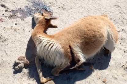 vicuña muerta