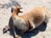 vicuña muerta