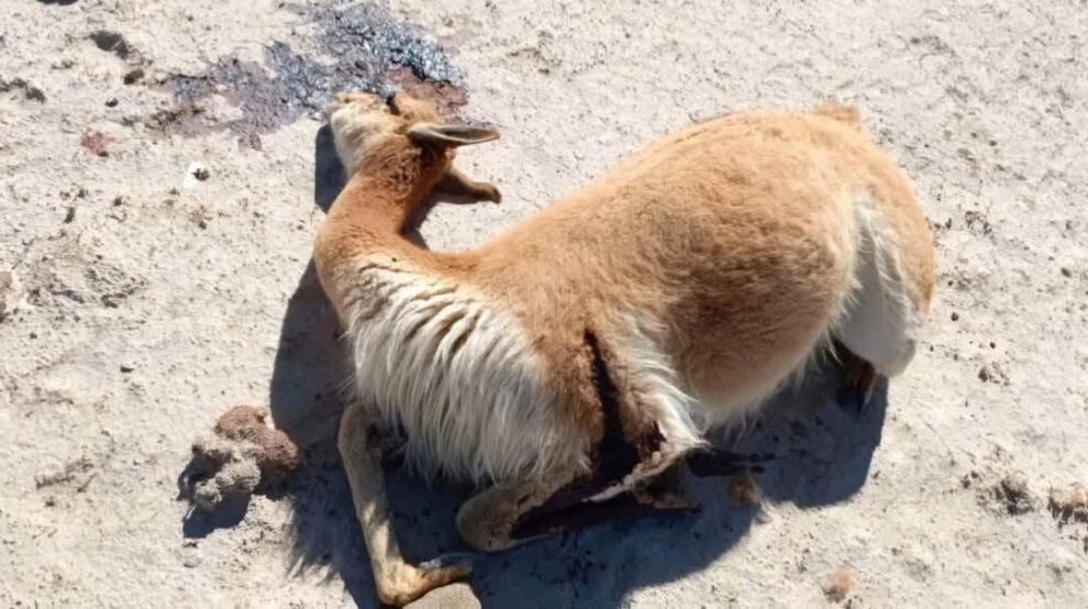 vicuña muerta
