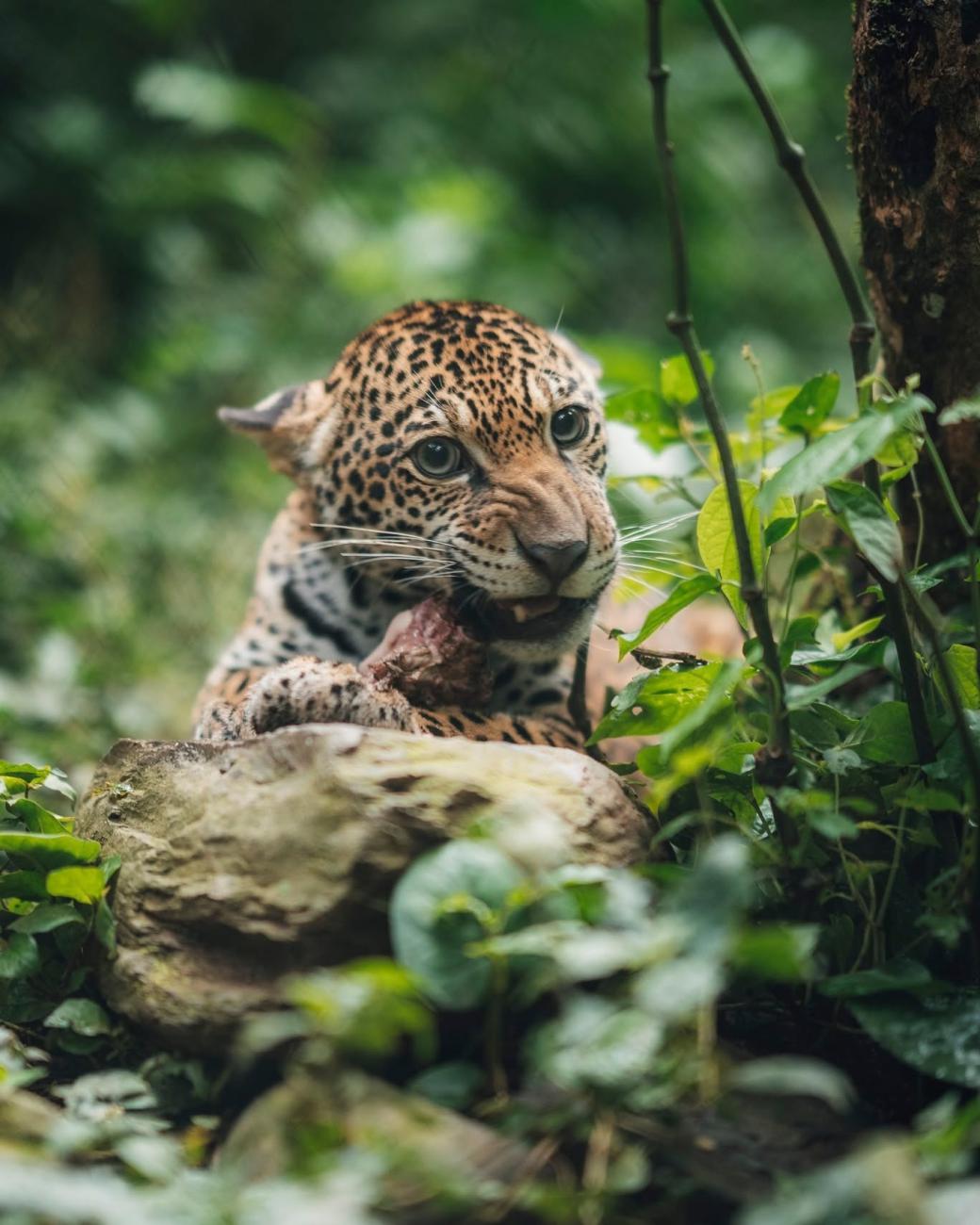 jaguar