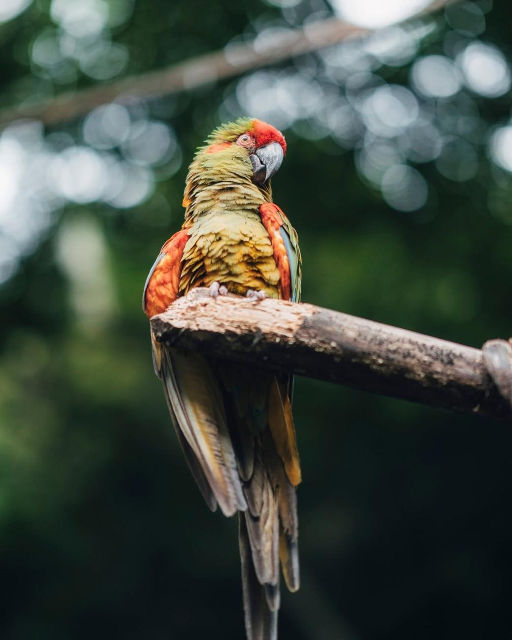 GUACAMAYA