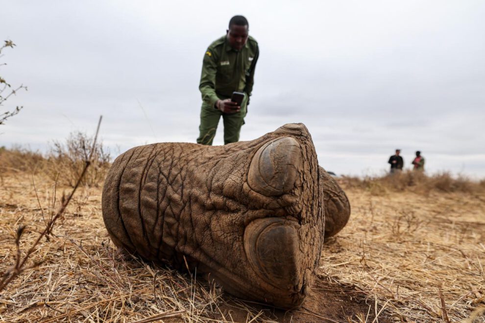 Una persona con un elefante