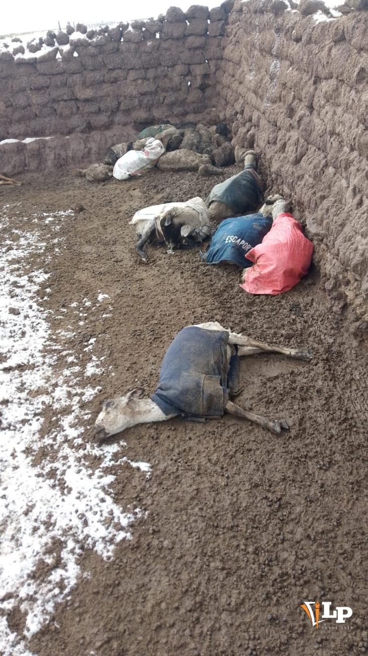 Muere ganado en Saucari