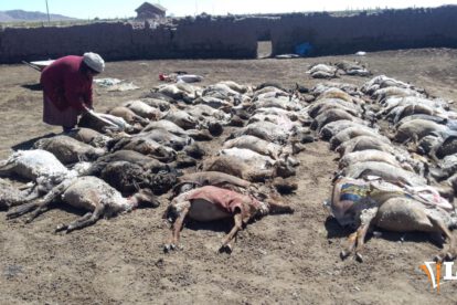 Ganado muere por nevada en Oruro