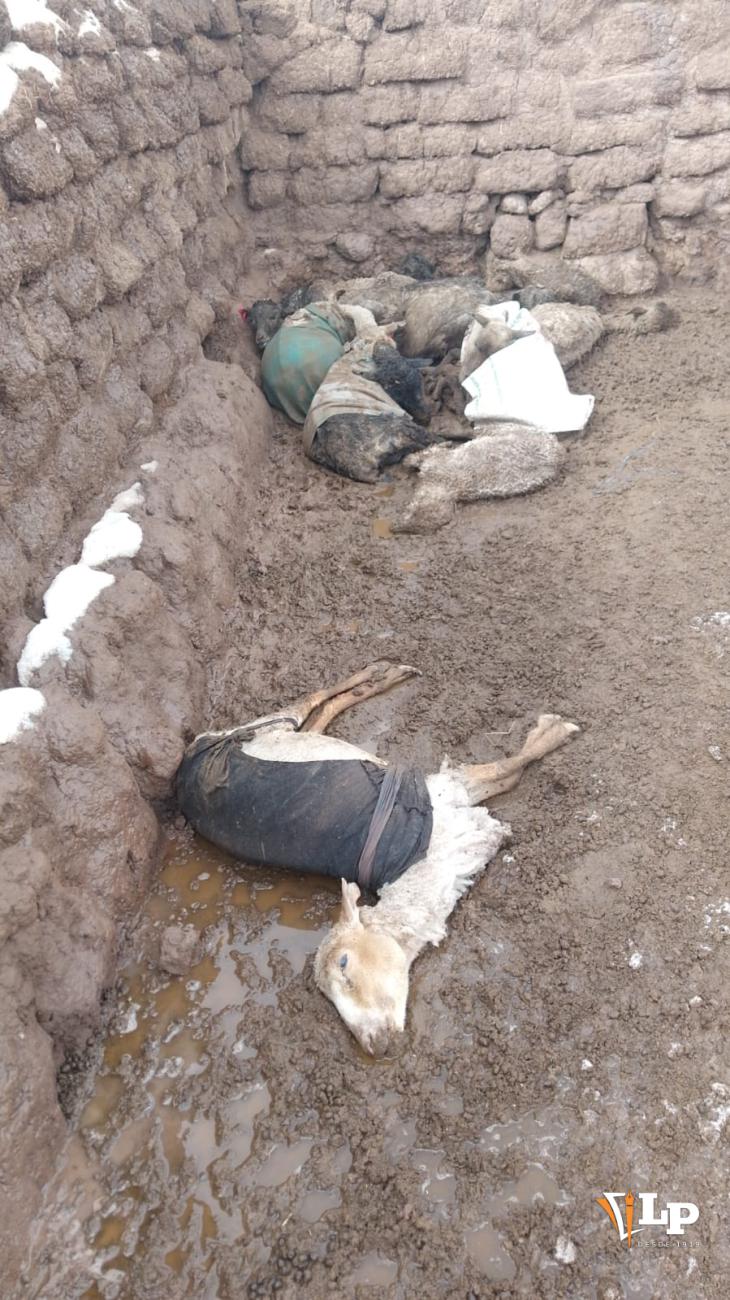 Muere ganado ovino en Saucarí