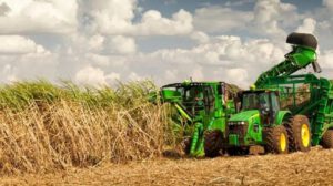 Productores arroceros