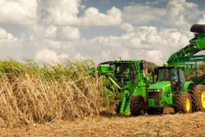 Productores arroceros
