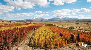 plantacion de quinua