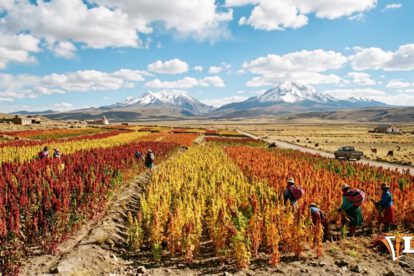 plantacion de quinua