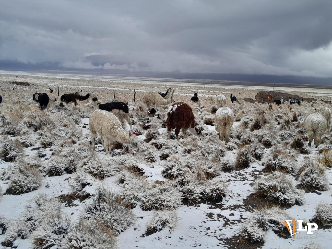 llamas en el altiplano orureño durante nevada