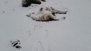 llama muere por nevada en Oruro