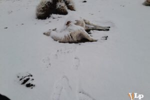 llama muere por nevada en Oruro