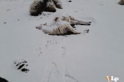 llama muere por nevada en Oruro